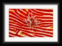 Bay Anemone on sea cucumber Fine Art Print