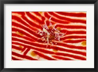 Bay Anemone on sea cucumber Fine Art Print