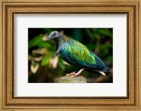 Nicobar Pigeon bird, Indonesia Fine Art Print