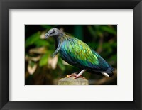 Nicobar Pigeon bird, Indonesia Fine Art Print