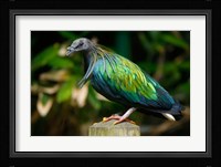 Nicobar Pigeon bird, Indonesia Fine Art Print