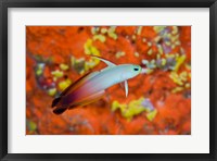 A fire goby swims past coral Fine Art Print