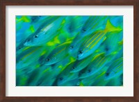 Abstract close-up of snapper fish, Raja Ampat, Papua, Indonesia Fine Art Print
