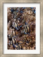 Banggai cardinal fish Fine Art Print