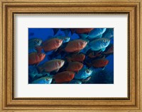 Bigeye fish Fine Art Print