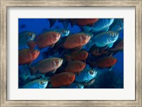 Bigeye fish Fine Art Print