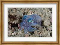 Bobtail squid marine life Fine Art Print