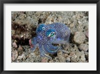 Bobtail squid marine life Fine Art Print