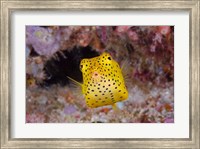 Box fish swims amid coral Fine Art Print