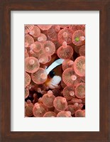 Clark's anemonefish Fine Art Print