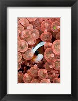 Clark's anemonefish Fine Art Print