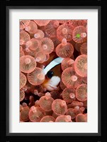 Clark's anemonefish Fine Art Print