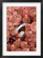 Clark's anemonefish Fine Art Print