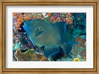 Cleaner wrasse fish, reef Fine Art Print