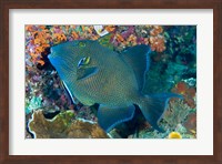 Cleaner wrasse fish, reef Fine Art Print
