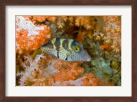Close-up of pufferfish, Raja Ampat, Papua, Indonesia Fine Art Print