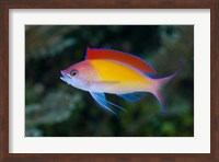 Colorful anthias fish Fine Art Print