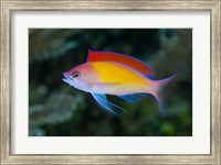 Colorful anthias fish Fine Art Print