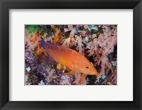 Coral trout swims among reef Fine Art Print