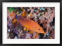 Coral trout swims among reef Fine Art Print