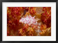 Cowry mollusks, Marine Life Fine Art Print