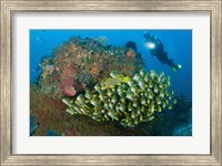 Diver and schooling sweetlip fish next to reef, Raja Ampat, Papua, Indonesia Fine Art Print