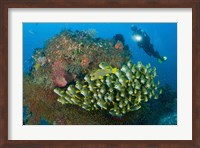 Diver and schooling sweetlip fish next to reef, Raja Ampat, Papua, Indonesia Fine Art Print