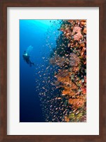 Diver with light next to vertical reef formation, Pantar Island, Indonesia Fine Art Print