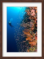 Diver with light next to vertical reef formation, Pantar Island, Indonesia Fine Art Print