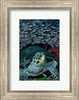 Glassfish, Hawksbill turtle Fine Art Print