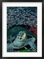 Glassfish, Hawksbill turtle Fine Art Print