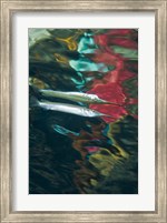 Halfbeak fish Fine Art Print