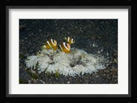 Indonesia, Sulawesi, Lembeh Strait, Marine Life Fine Art Print