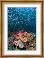 Indonesia, Triton Bay, Silversides fish Fine Art Print