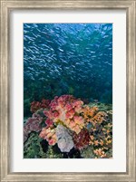 Indonesia, Triton Bay, Silversides fish Fine Art Print