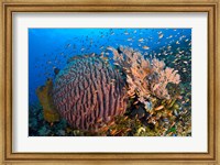 Marine Life Fine Art Print