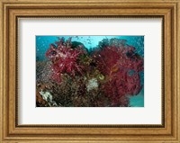 Marine Life, Reefs Fine Art Print