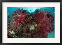 Marine Life, Reefs Fine Art Print