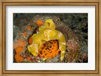 Nudibranch, Marine Life Fine Art Print