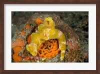 Nudibranch, Marine Life Fine Art Print