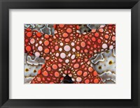 Partial view of colorful sea star over a sea cucumber, Raja Ampat, Indonesia Fine Art Print