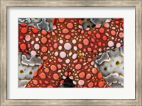 Partial view of colorful sea star over a sea cucumber, Raja Ampat, Indonesia Fine Art Print