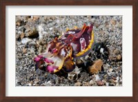 Pfeffer's flamboyant cuttlefish Fine Art Print