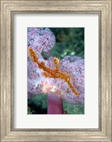 Pipe fish and coral Fine Art Print