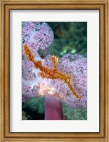 Pipe fish and coral Fine Art Print