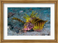 Red dwarf lionfish Fine Art Print