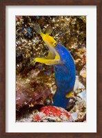 Ribbon eel marine life Fine Art Print