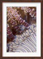 Ringed tentacles, Marine life Fine Art Print