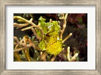 Sailfin leaffish Fine Art Print