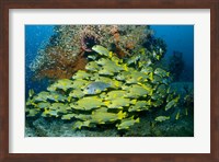 Schooling sweetlip fish swim past coral reef, Raja Ampat, Indonesia Fine Art Print
